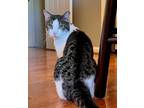 Adopt Lucky a Domestic Shorthair cat in Fairfax Station, VA (38339378)