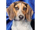 Adopt Jolene Beagle a Tricolor (Tan/Brown & Black & White) Beagle / Mixed dog in