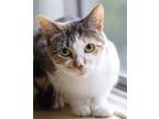 Adopt Rena a Calico or Dilute Calico Domestic Shorthair (short coat) cat in