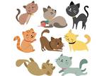 Adopt A Cat (generic cat selection) a Domestic Shorthair / Mixed cat in