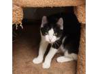 Adopt Kandie a Calico or Dilute Calico Domestic Shorthair (short coat) cat in
