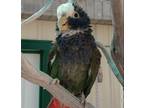 Adopt Fred a Pionus bird in Elizabeth, CO (38850661)