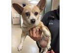 Adopt Lola a Tan/Yellow/Fawn Corgi / Pug / Mixed dog in Creston, CA (38733836)