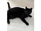 Adopt Lucky a All Black Domestic Shorthair (short coat) cat in Alexandria