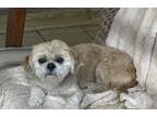 Adopt Tillie a Shih Tzu dog in Palm Harbor, FL (38663078)