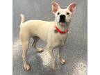 Adopt Hazel a White Terrier (Unknown Type, Small) / Mixed dog in Naperville