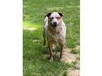 Adopt River a Merle Australian Cattle Dog / Mixed dog in Arden, NC (35155215)