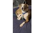 Adopt Ocean a Merle Catahoula Leopard Dog / Beagle / Mixed dog in Baltimore
