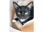 Adopt Mittens a Black & White or Tuxedo Domestic Shorthair (short coat) cat in