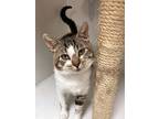 Adopt Buster a Brown Tabby Domestic Shorthair (short coat) cat in Medina