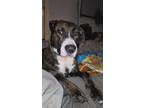 Adopt Larry a Brindle - with White Pit Bull Terrier / Mixed dog in ST LOUIS