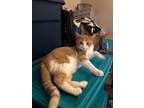 Adopt CW a Orange or Red Tabby Domestic Shorthair (short coat) cat in Fremont