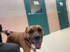 Adopt Bailey a Brown/Chocolate American Pit Bull Terrier dog in Cassopolis