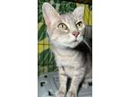 Adopt Kendria a Gray, Blue or Silver Tabby Domestic Shorthair cat in New York