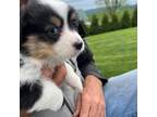Pembroke Welsh Corgi Puppy for sale in Wytheville, VA, USA