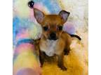 Chihuahua Puppy for sale in Brainerd, MN, USA