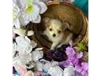 Chihuahua Puppy for sale in Brainerd, MN, USA