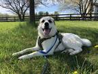 Adopt Newton a Great Pyrenees dog in Fairfax Station, VA (37230382)