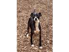 Adopt Gunner a Black - with White Italian Greyhound / Rat Terrier / Mixed dog in