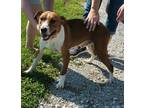 Adopt Skippy a Tan/Yellow/Fawn - with White Beagle / Mixed Breed (Medium) dog in