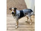 Adopt Junior a Black - with White Blue Heeler / Bluetick Coonhound / Mixed dog