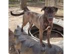 Adopt Legolas a Brindle - with White Hound (Unknown Type) / Mixed dog in Port