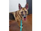 Adopt Freya a Black - with Tan, Yellow or Fawn German Shepherd Dog / Mixed dog