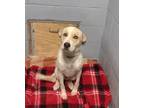 Adopt Sage a Tan/Yellow/Fawn - with White Labrador Retriever dog in Owenton