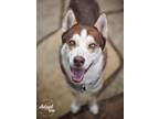 Adopt Saint a Brown/Chocolate - with White Siberian Husky / Mixed dog in