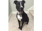 Adopt Wrigley a Black - with White Pit Bull Terrier / Mixed dog in Farmville