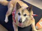 Adopt Annabelle a Australian Shepherd dog in Fairfax Station, VA (37787254)