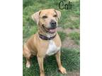 Adopt Cali a Brown/Chocolate American Pit Bull Terrier / Mixed Breed (Medium) /