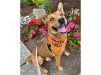 Adopt Bingo a Red/Golden/Orange/Chestnut - with White Australian Cattle Dog /