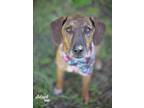 Adopt Norman a Brindle - with White Plott Hound / Blue Heeler / Mixed dog in