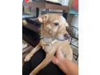 Adopt Kitty a Tan/Yellow/Fawn - with White Terrier (Unknown Type