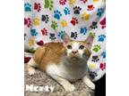 Adopt Monty a Orange or Red Domestic Shorthair / Mixed Breed (Medium) / Mixed