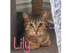 Adopt Lily a Brown Tabby Domestic Shorthair / Mixed Breed (Medium) / Mixed