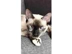 Adopt Thyme a Cream or Ivory Siamese (short coat) cat in San Antonio