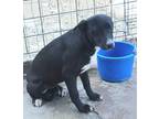 Adopt Abby a Black - with White Terrier (Unknown Type, Medium) / Labrador