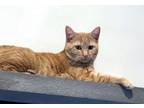 Adopt Reni a Domestic Shorthair / Foxhound cat in Fairfax Station, VA (37736350)