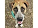 Adopt Sage a Brown/Chocolate - with White Australian Cattle Dog / Catahoula