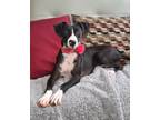 Adopt Natty a Black - with White Hound (Unknown Type) / Greyhound / Mixed dog in