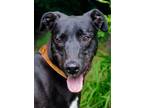 Adopt Dexter a Black Greyhound / Mixed Breed (Large) / Mixed dog in Swanzey