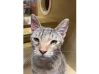 Adopt Tinkerbell a Brown Tabby Domestic Shorthair (short coat) cat in San