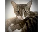Adopt Spice a Gray, Blue or Silver Tabby Domestic Shorthair (short coat) cat in