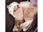 Adopt Snow White a Cream or Ivory Ragdoll (long coat) cat in San Antonio