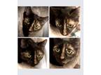 Adopt Rosie a Tortoiseshell Domestic Shorthair (short coat) cat in San Antonio