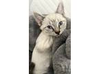 Adopt Nikki a Cream or Ivory Siamese (short coat) cat in San Antonio