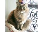 Adopt Princess a Tortoiseshell Domestic Longhair (long coat) cat in San Antonio