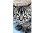 Adopt Pegasus a Gray, Blue or Silver Tabby Domestic Shorthair (short coat) cat